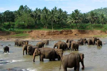 யானைகள் காப்பகமானது நெல்லை அகத்தியமலை : மத்திய அரசு அறிவிப்பு