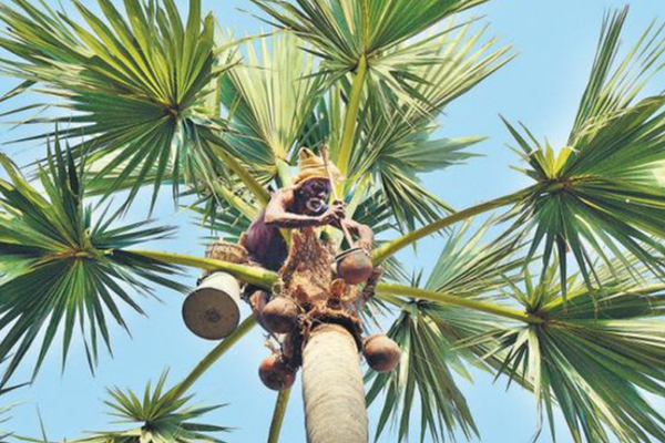 வடக்கு - கிழக்கு பனை வள அபிவிருத்தித் துறையில் மோசடி - சுரேஸ் பிரேமச்சந்திரன் | Unsuitable Select Palm Resources Development