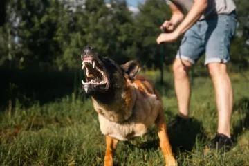 மட்டக்களப்பில் நாய் கடித்த பெண்ணுக்கு 40 ஆயிரம் ரூபா அபதாரம் செலுத்திய ஆசிரியர் ஆலோசகர்