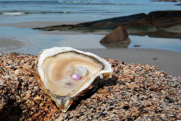 யாரும் அறிந்திடாத முத்து நகரம்; 6ஆம் நூற்றாண்டை சேர்ந்ததாம் - வாய்ப்பிருந்தா நிச்சயம் போங்க! - தமிழ்நாடு