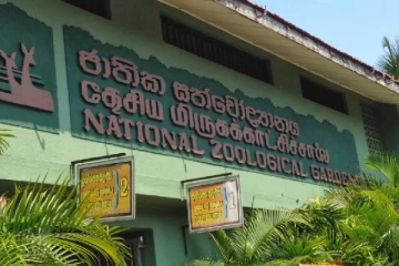 இலங்கைக்கு பிரபல நாட்டிலிருந்து கொண்டுவரப்பட புதிய வகை பறவை!