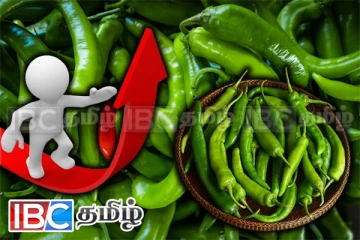 உச்சம் தொடும் பச்சை மிளகாயின் விலை