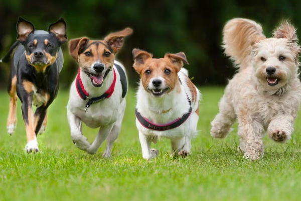 பிரித்தானியாவில் விலங்குகள் நலனை மேம்படுத்த மிகப்பெரிய சீர்திருத்தம் | Uk Launches Major Animal Welfare Reform