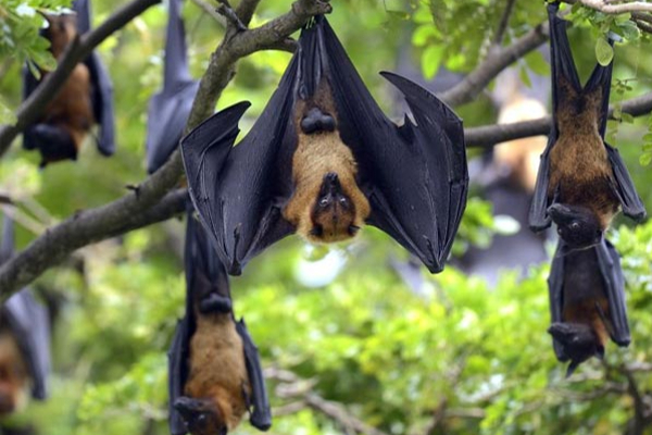 இதெல்லாம் உங்கள் வீட்டில் இருந்தால் துரதிஷ்டம் ஏற்படுமாம் ; உடனே அகற்றி விடுங்கள் | Having These Items In Your Home Can Bring Bad Luck இதெல்லாம் உங்கள் வீட்டில் இருந்தால் துரதிஷ்டம் ஏற்படுமாம் ; உடனே அகற்றி விடுங்கள் | Having These Items In Your Home Can Bring Bad Luck