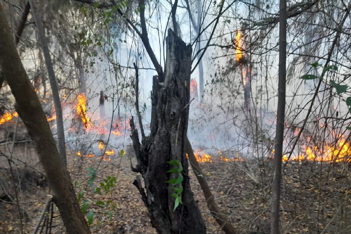 யாழ்ப்பாணம் மணல்காடு சவுக்கம் காட்டில் பற்றியது தீ | Fire Breaks Out In The Soukkam Forest In Manalkadu