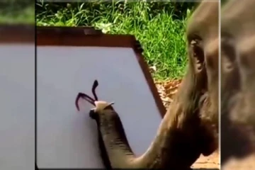 யாருடா இந்த ஆர்ட்டிஸ்ட்! தன்னை தானே வரைந்து கொள்ளும் யானை..வியந்து போன இணையவாசிகள்