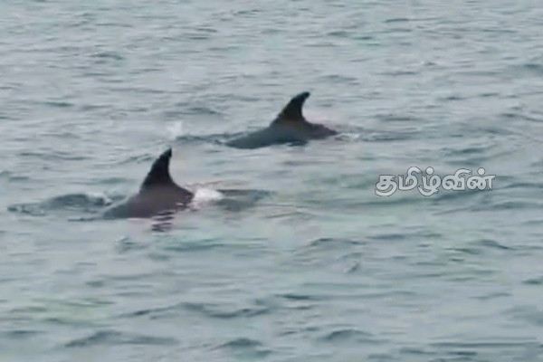 இராமநாதபுரம் கடற்கரையோர பகுதிகளில் உலாவரும் டொல்பின்கள் | Dolphins Are Currently Roaming Ramanathapuram