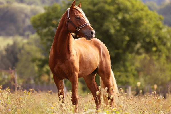 அடிக்கடி கனவில் விலங்குகள் வருகினறதா? அர்த்தத்தினை கட்டாயம் தெரிஞ்சிக்கோங்க | What Does It Mean Animals In Your Dreams அடிக்கடி கனவில் விலங்குகள் வருகினறதா? அர்த்தத்தினை கட்டாயம் தெரிஞ்சிக்கோங்க | What Does It Mean Animals In Your Dreams