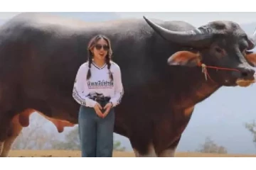 அடேங்கப்பா..கின்னஸ் சாதனை படைத்த எருமை - வயதை கேட்டா ஷாக் ஆகிடுவீங்க!