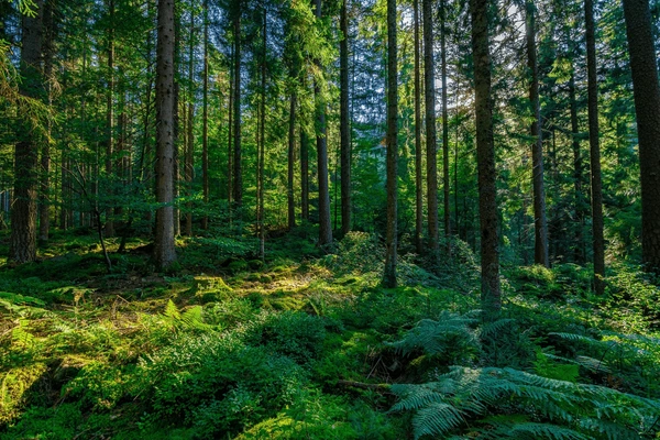 உலகின் காடுகளைப் பாதுகாக்க உலகத் தலைவர்கள் புதிய நிதி | World Leaders Pledge New Fund World Forests உலகின் காடுகளைப் பாதுகாக்க உலகத் தலைவர்கள் புதிய நிதி | World Leaders Pledge New Fund World Forests