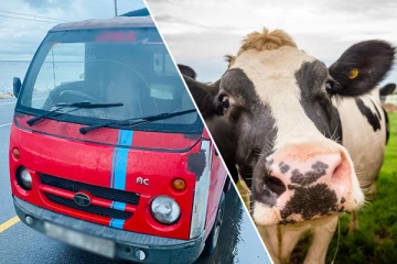 இறைச்சிக்காக பசு மாடுகளை கொண்டு சென்ற நபர் கைது