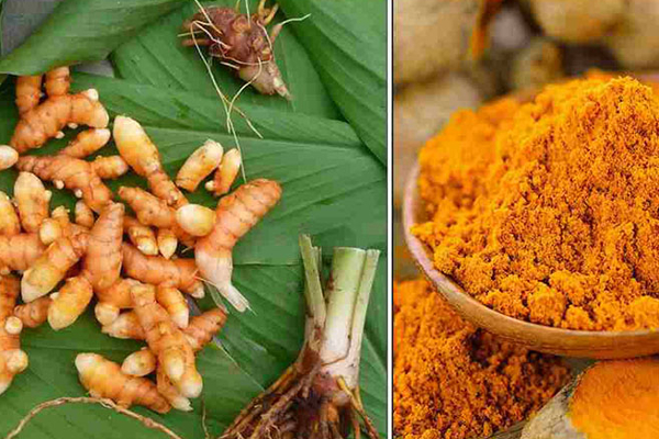 பச்சை மஞ்சளின் விலையில் ஏற்பட்டுள்ள மாற்றம் | Turmeric Price In Sri Lanka பச்சை மஞ்சளின் விலையில் ஏற்பட்டுள்ள மாற்றம் | Turmeric Price In Sri Lanka