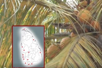 இலங்கை தென்னை பயிர்ச்செய்கையில் முதல் தடவையாக ஏற்பட்டுள்ள ஆபத்து!பேரழிவை ஏற்படுத்தும் என எச்சரிக்கை