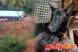 பேரிடரின் போது கிராமம் ஒன்றில் பலரின் உயிர்களை காப்பாற்றிய நாய் - நெகிழ்ச்சியான செயல்