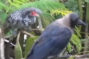 අර්බුද, උද්ඝෝෂණ මැද මෙදා සැරේ කොහා නෑඩුවේ ඇයි..? (VIDEO)