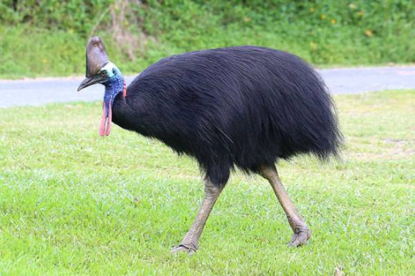மனிதர்களை கொல்லும் திறன் கொண்ட ஆபத்தான பறவை.., எது தெரியுமா? | Cassowary The Worlds Most Dangerous Bird மனிதர்களை கொல்லும் திறன் கொண்ட ஆபத்தான பறவை.., எது தெரியுமா? | Cassowary The Worlds Most Dangerous Bird