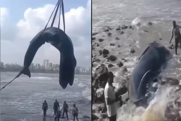 மும்பை கடற்கரையில் ஒதுங்கிய திமிங்கலம்: மீட்க போராடிய மக்களின் முயற்சி வீண்