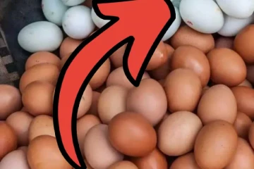 நாளை முதல் முட்டை விலையில் ஏற்படப்போகும் மாற்றம்