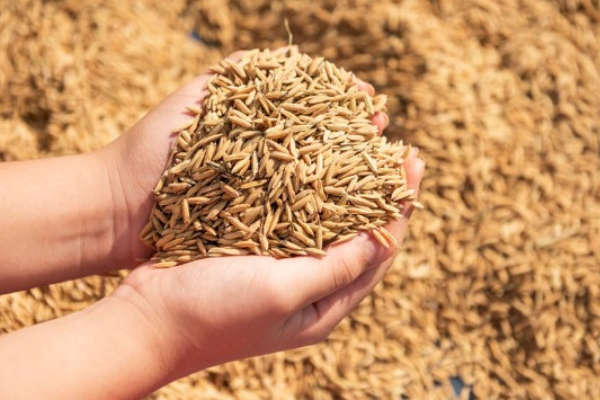 விவசாயிகளின் பெருந்தொகை நெல் தொடர்பில் வெளியான தகவல் | Farmers Paddy Sales And Purchases