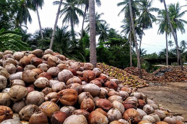 அமெரிக்காவின் புதிய வரி விதிப்பு ; இலங்கை தெங்கு ஏற்றுமதி துறைக்கு கடும் பாதிப்பு | New Us Tariffs Tension The Coconut Export Sector