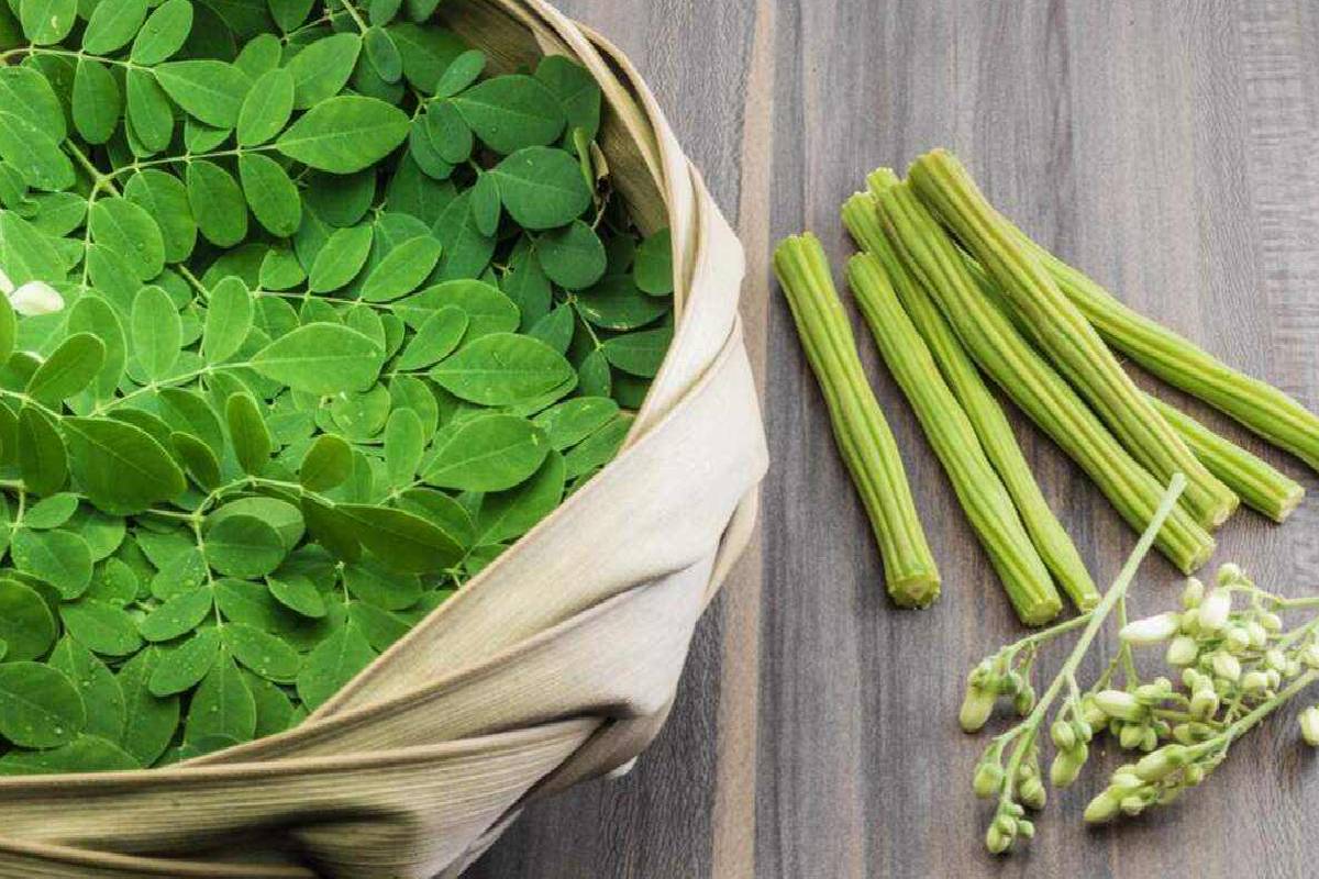 கறிவேப்பிலையில் மறைந்துள்ள நன்மைகள் என்னென்ன தெரியுமா? | Do You Know The Hidden Benefits Of Curry Leaves