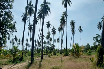 முல்லைத்தீவு அளம்பிலில் அதிகரித்த தெங்கு பயிர்ச்செய்கை : போருக்கு பின்னர் ஏற்பட்ட பாரிய மாற்றம்