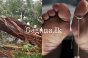 නිවසක් මතට විසල් ගසක් කඩාගෙන වැටී කතක් මරුට.. අඹු සැමි යුවළකට බරපතලයි..