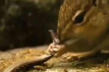 பேரதிர்ச்சி...பாம்பை ஒரே விழுங்கில் தின்ற அணில்! நிலை குலைய வைத்தகாட்சி