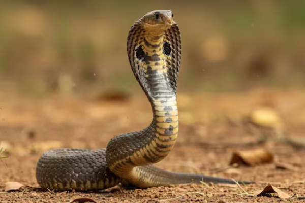 மதுபோதையில் பாம்பை விழுங்கிய நபர்! | A Drunk Man Swallowed A Snake Uttar Pradesh
