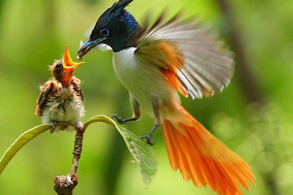 இலங்கையில் அழியும் நிலையில் பறவையினங்கள்! | Endangered Birds In Sri Lanka