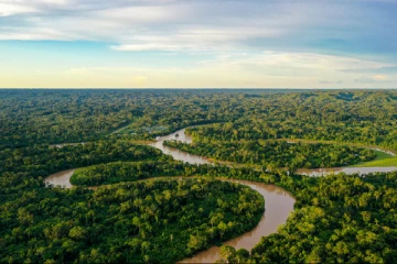 அமேசானில் செத்து மிதக்கும் டொல்பீன்கள் : காரணம் என்ன..!