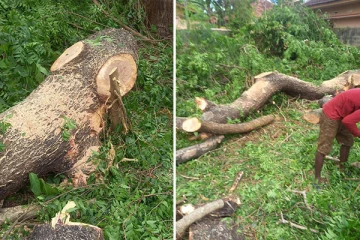 சட்டவிரோதமாக அழிக்கப்பட்ட வேப்பமரம் : அதிகாரிகளும் யாழ். ஆதீனமும் மெளனம்