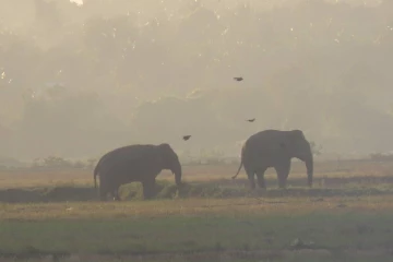 அம்பாறை மாவட்டத்தில் காட்டு யானைகள் சஞ்சாரம்