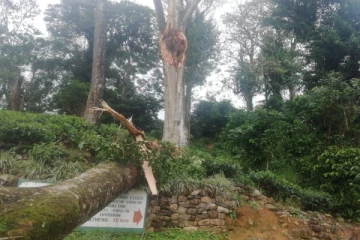 மரம் முறிந்து விழுந்ததில்  இளைஞர்கள் மூவர் படுகாயம்