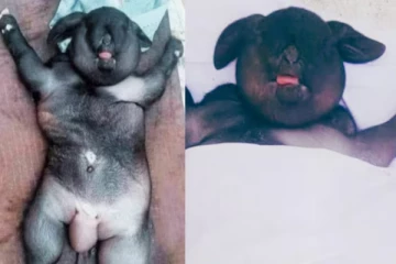 அசந்தகுமாரின் வீட்டில் அதிசயம் - மனித உடலமைப்புடன் பிறந்த ஆட்டுக்குட்டி!