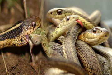 பூமியில் இருக்கும் பாம்பு இனம் அழிந்தால் என்ன நடக்கும் தெரியுமா?