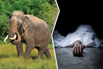 அனுராதபுரத்தில் யானை தாக்கி குடும்பஸ்தர் ஒருவர் பலி