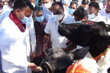 மாட்டுக்கு பொங்கல் ஊட்டிய அமைச்சர் நாமல்! - கொட்டகலையில் பட்டிப் பொங்கல் நிகழ்வு (Video)