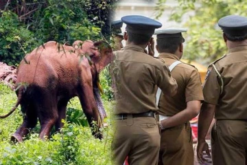 யானை தாக்கி குடும்ப பெண் பரிதாப மரணம்