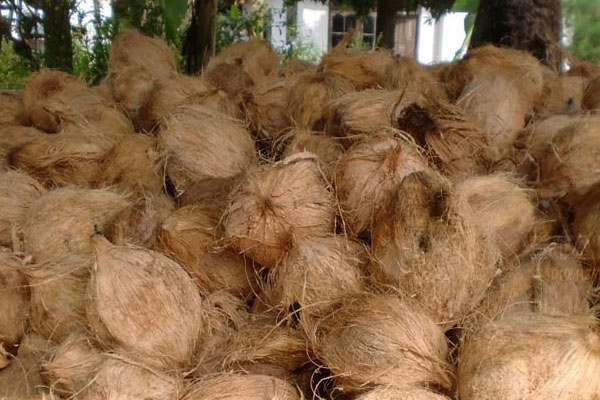 நாட்டில் தேங்காய்க்கு தட்டுப்பாடு | Shortage Of Coconut In The Country