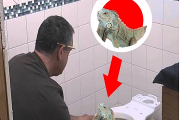 கழிவரையில் இருந்து எட்டி பார்த்த இராட்சத உயிரினம்.... பதறி அடித்து ஓடிய நபர்! இலங்கையில் அரிய அதிசயம்!