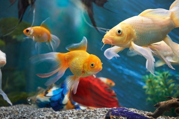 வீட்டில் மீன் வளர்ப்பதால் இத்தனை நன்மைகளா? | Are These The Benefits Raising Fish Home Astrology
