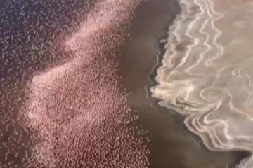 சிலிர்க்க வைத்த அதிசயம்....கோடிக்கணக்கில் பறக்கும் பறவைகள்! பாருங்க ஒரு நிமிடம் அசந்துருவீங்க