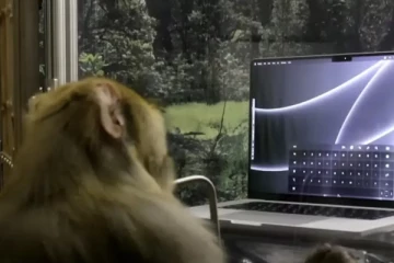 குரங்குகள் கொண்டு நடத்தப்படும் சோதனை