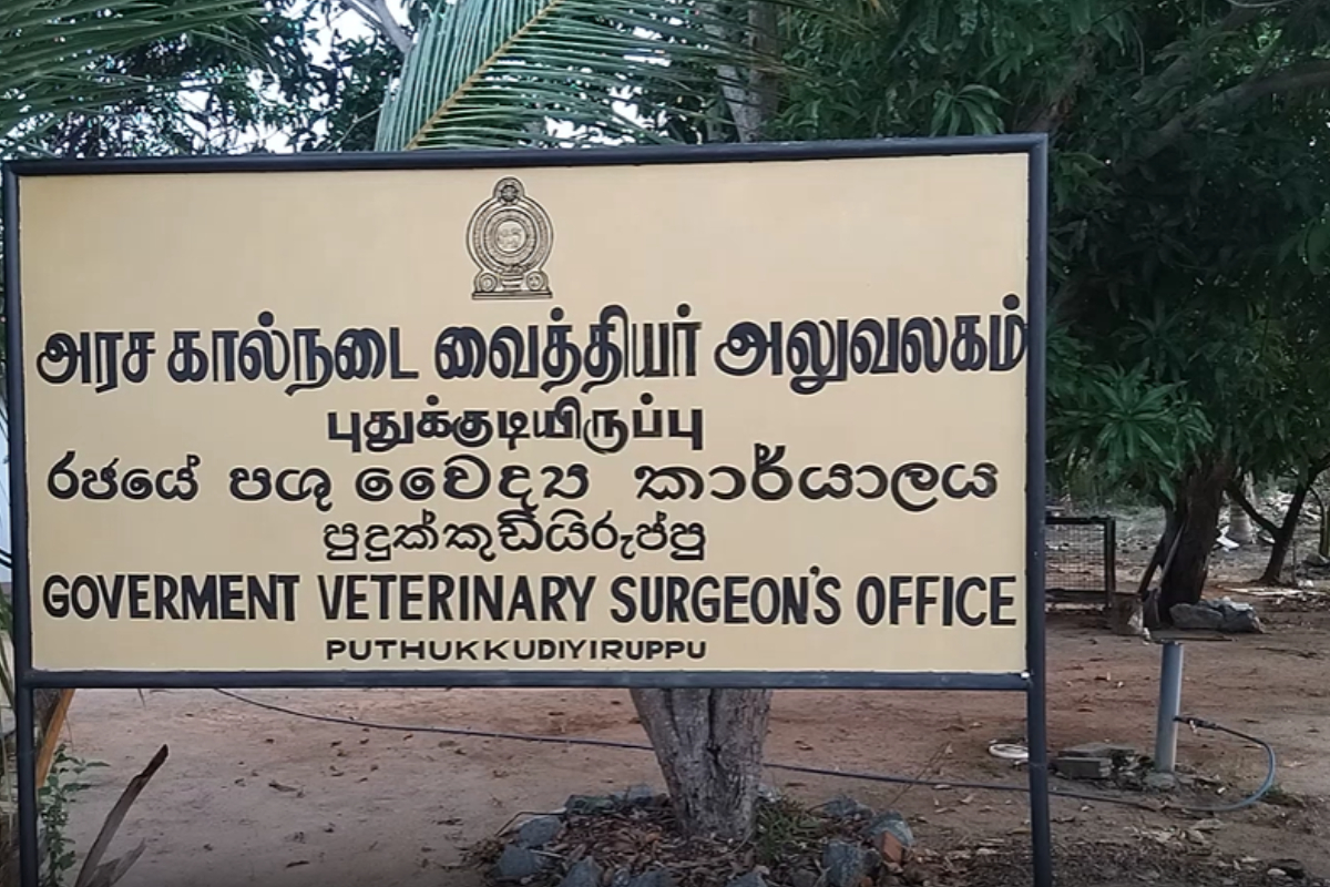 வடக்கு கால்நடை வைத்திய அதிகாரிகளின் பிரச்சினைகளுக்கு தீர்வு வழங்க கோரி போராட்டம் | Protest Demanding Solutions To Problems வடக்கு கால்நடை வைத்திய அதிகாரிகளின் பிரச்சினைகளுக்கு தீர்வு வழங்க கோரி போராட்டம் | Protest Demanding Solutions To Problems