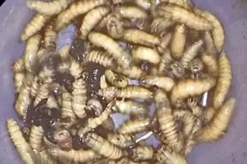 மனிதனின் மூக்கில் குடிகொண்ட நூற்றுக்கணக்கான வண்டுகள் : மருத்துவர் அதிர்ச்சி