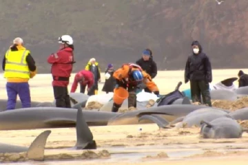 பிரித்தானிய கடற்கரையில் கொத்தாக கரை ஒதுங்கிய பைலட் திமிங்கலங்கள்: தெரியவந்த காரணம்