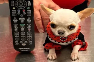 கின்னஸ் உலக சாதனை பக்கத்தில் இடம்பிடித்த நாய்க்குட்டி!