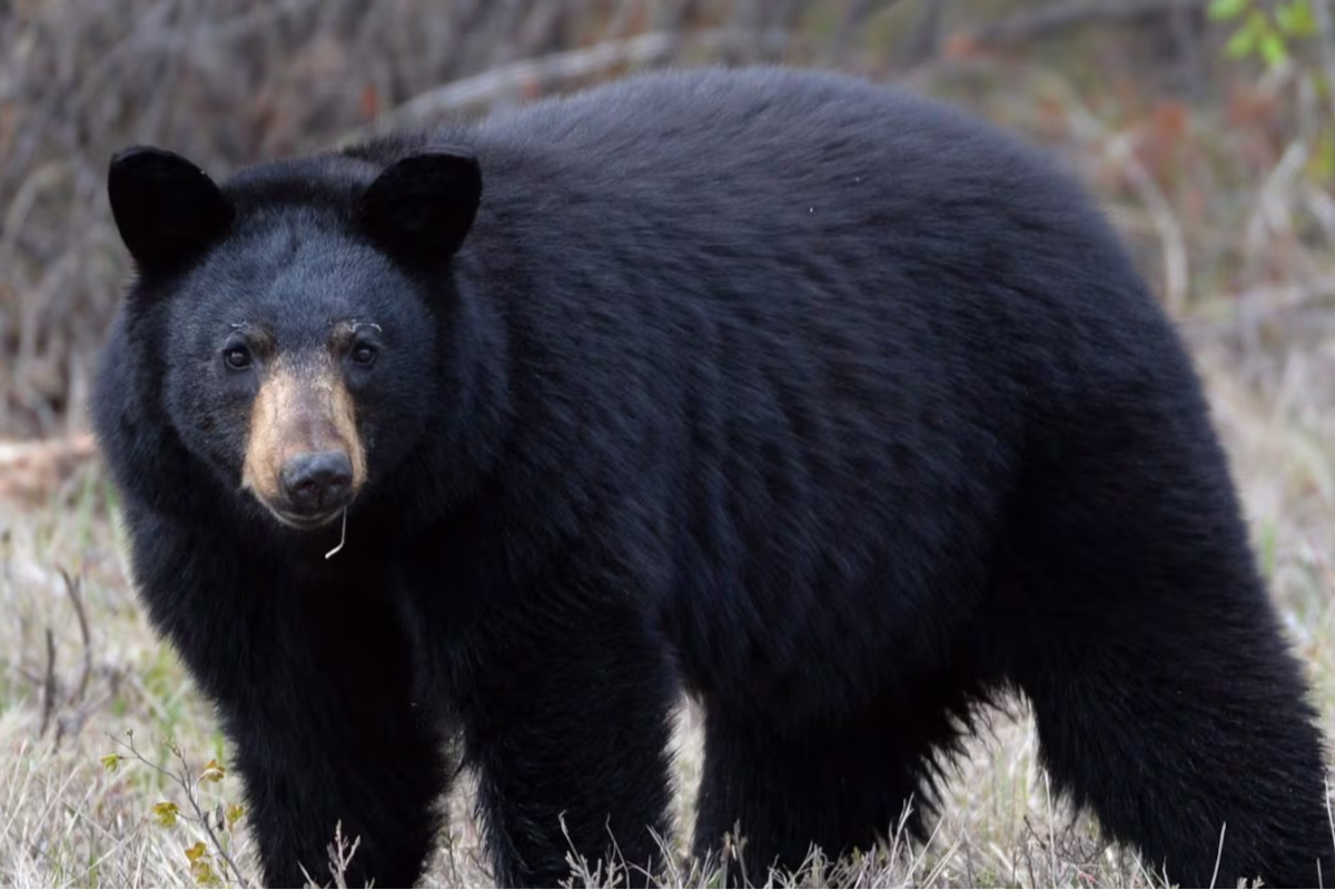 பூட்டப்படாத காரில் மாட்டிக்கொண்ட கரடி பரிதாமாக உயிரிழப்பு | Bear Dies After Becoming Trapped Inside Car பூட்டப்படாத காரில் மாட்டிக்கொண்ட கரடி பரிதாமாக உயிரிழப்பு | Bear Dies After Becoming Trapped Inside Car