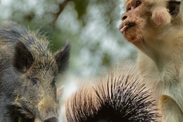 ජාතික සත්ත්ව ආරක්ෂක පනතින් ඉවතට ගිය සතුන්..